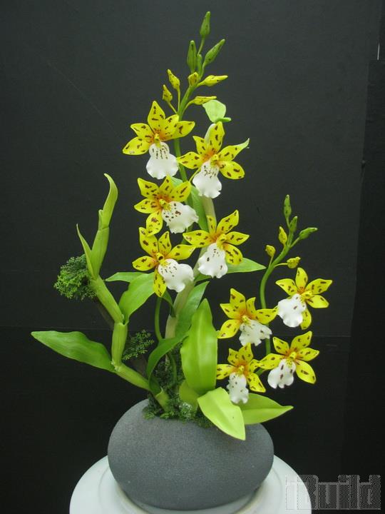 Hoa Đất Langbiang - Lan Gấm