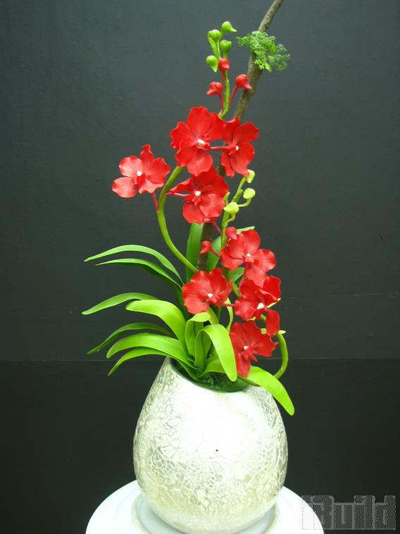 Hoa Đất Langbiang - Địa lan đỏ