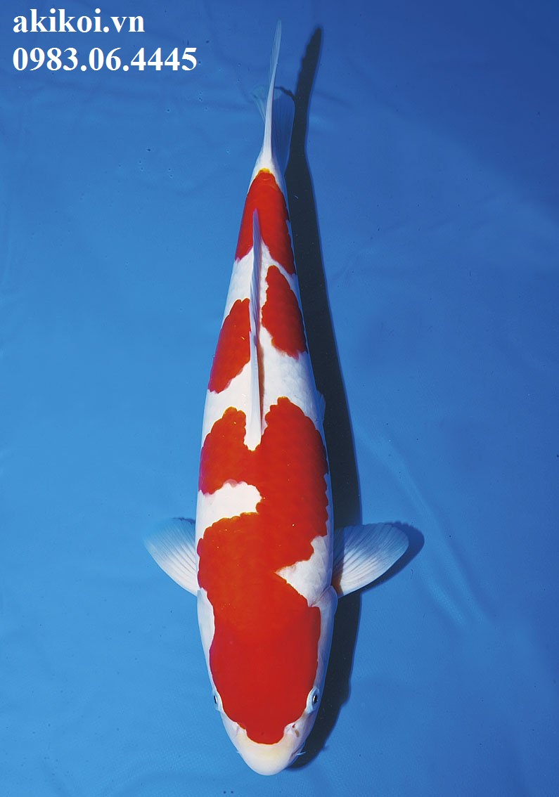 Cá phong thủy cho sân vườn  Cá chép Nhật  Cá Koi