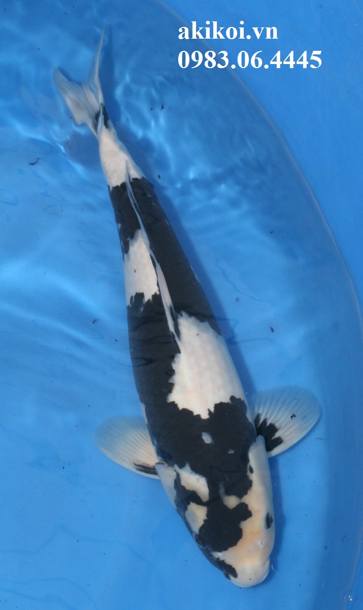 Cá phong thủy cho sân vườn  Cá chép Nhật  Cá Koi