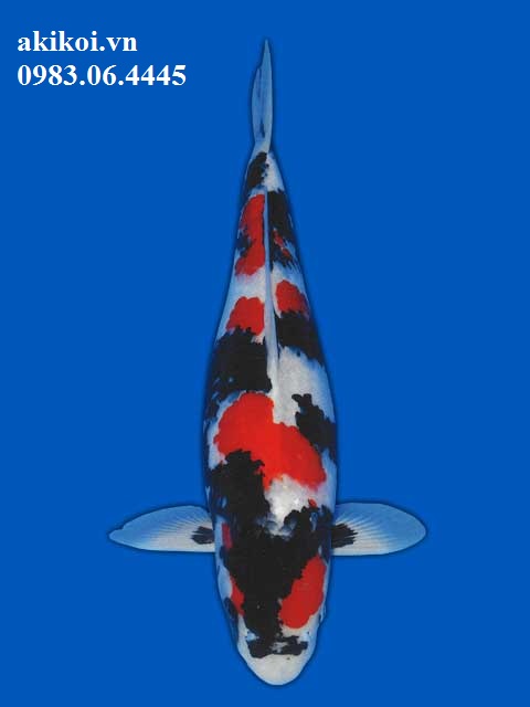 Cá phong thủy cho sân vườn  Cá chép Nhật  Cá Koi