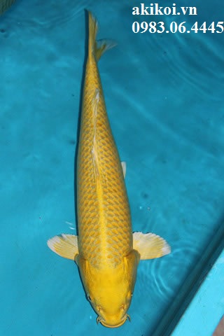 Cá phong thủy cho sân vườn  Cá chép Nhật  Cá Koi