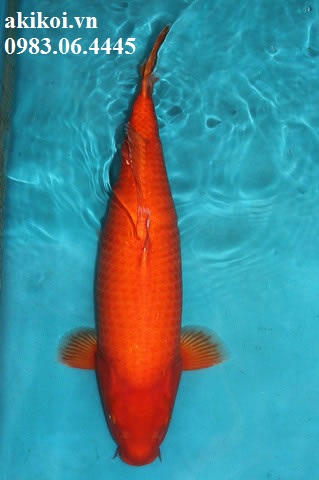Cá phong thủy cho sân vườn  Cá chép Nhật  Cá Koi