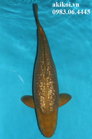Cá phong thủy cho sân vườn  Cá chép Nhật  Cá Koi