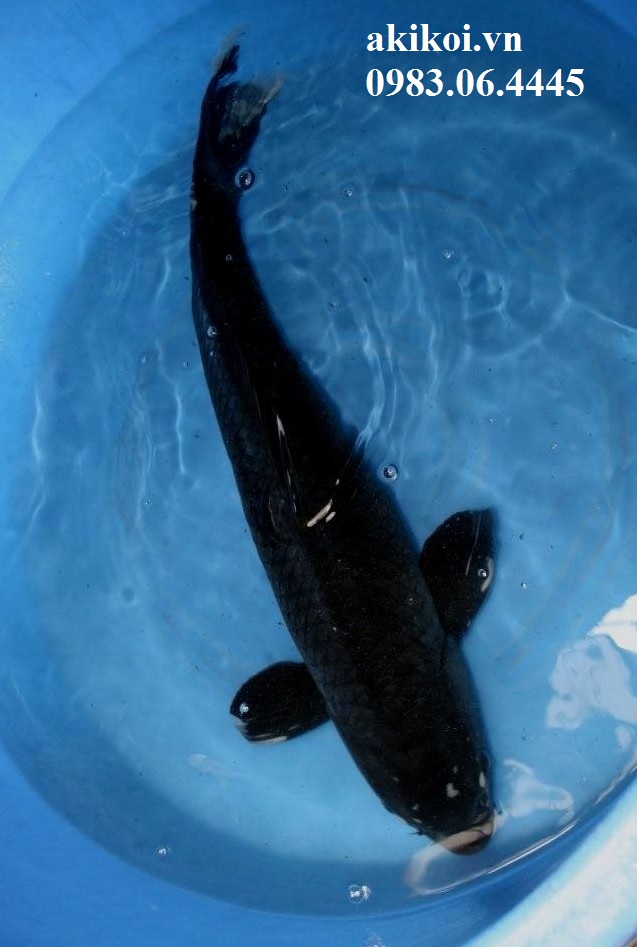 Cá phong thủy cho sân vườn  Cá chép Nhật  Cá Koi