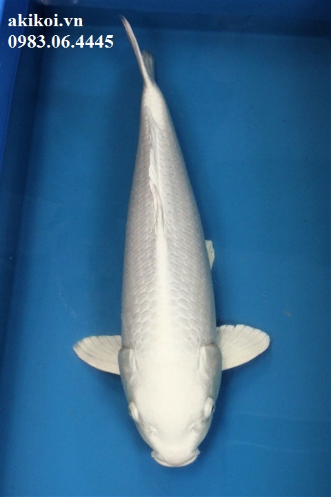 Cá phong thủy cho sân vườn  Cá chép Nhật  Cá Koi