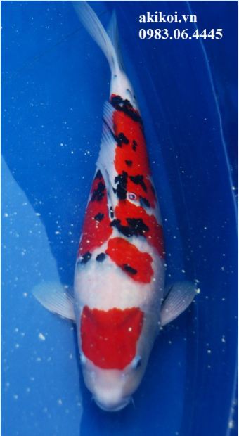 Cá phong thủy cho sân vườn  Cá chép Nhật  Cá Koi